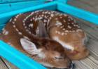 Hurricane Ida: Man takes in fawn that swam to his house through floodwater