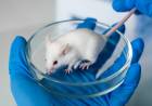 Mexico Bans Cosmetic Animal Testing