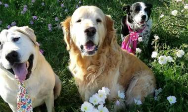  Dog who 'doesn't know he's deformed' finds true love after years of neglect