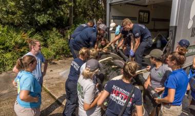 Fla. fire crews help rescue injured manatee