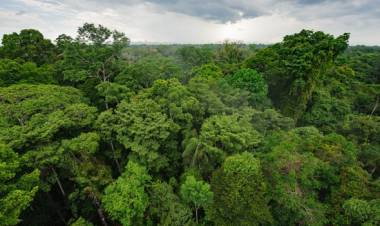 Indigenous communities combat deforestation with smartphones