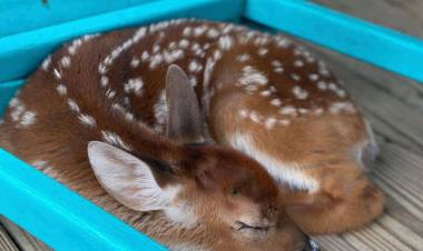 Hurricane Ida: Man takes in fawn that swam to his house through floodwater
