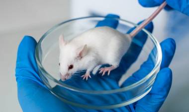 Mexico Bans Cosmetic Animal Testing