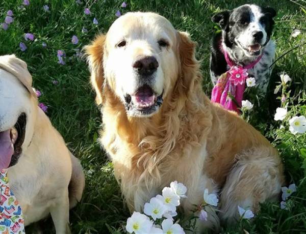  Dog who 'doesn't know he's deformed' finds true love after years of neglect