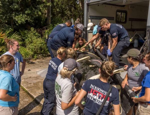 Fla. fire crews help rescue injured manatee