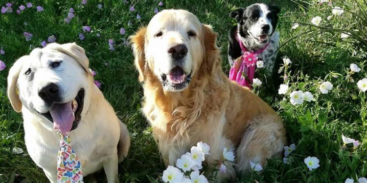  Dog who 'doesn't know he's deformed' finds true love after years of neglect