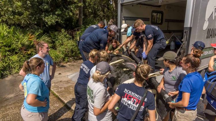 Fla. fire crews help rescue injured manatee