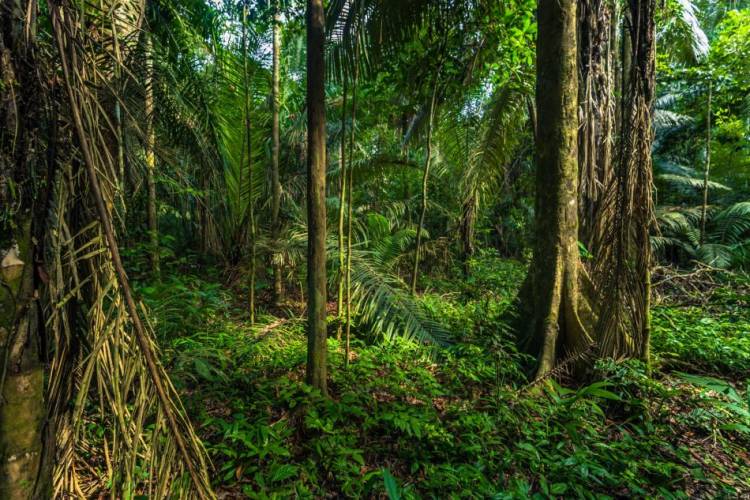 Indigenous communities combat deforestation with smartphones