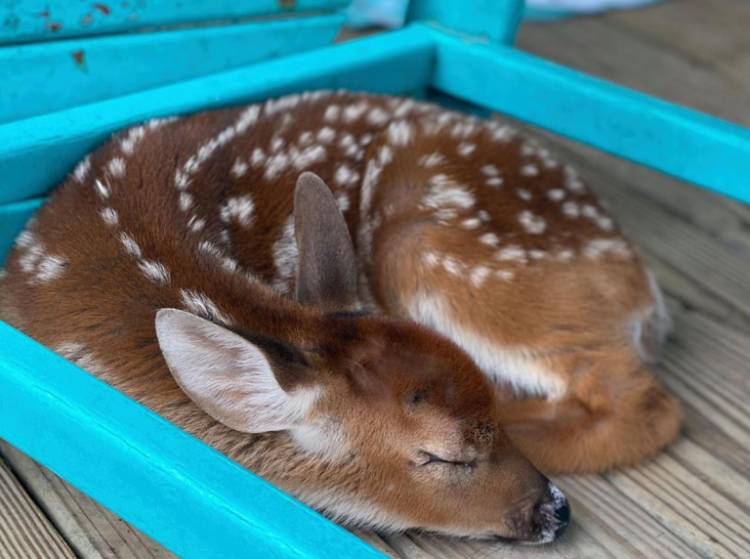 Hurricane Ida: Man takes in fawn that swam to his house through floodwater