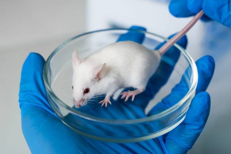 Mexico Bans Cosmetic Animal Testing